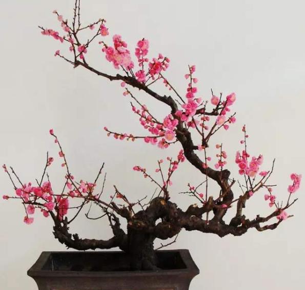 雀舌黄杨盆景什么时候修剪,雀舌黄杨盆景几年能开花