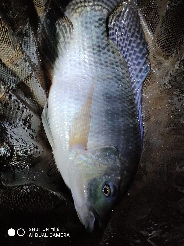 千里打疫苗，狂口大罗非