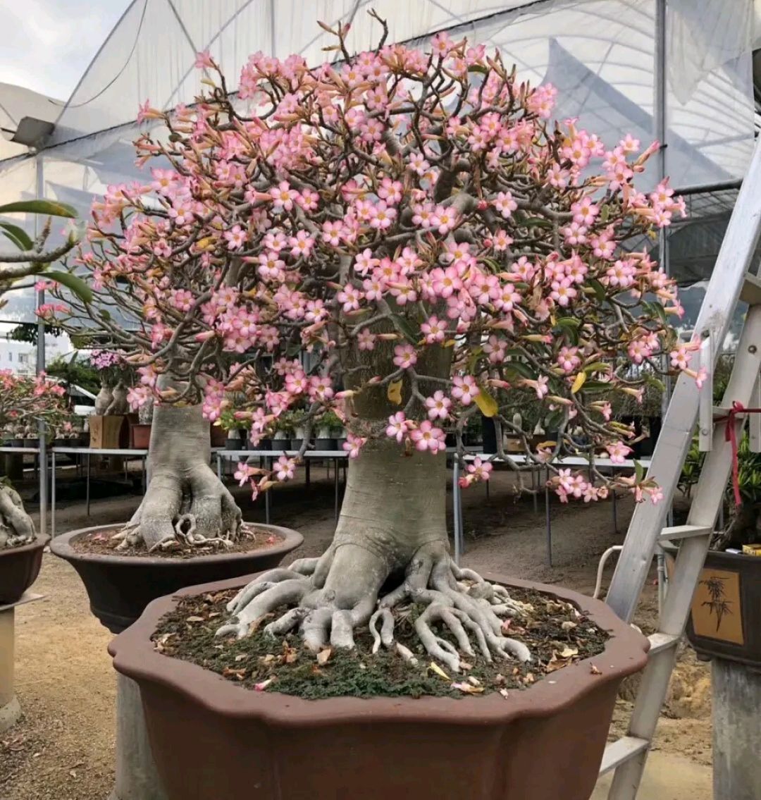 这8种花你不要乱浇水,新手种花品种推荐