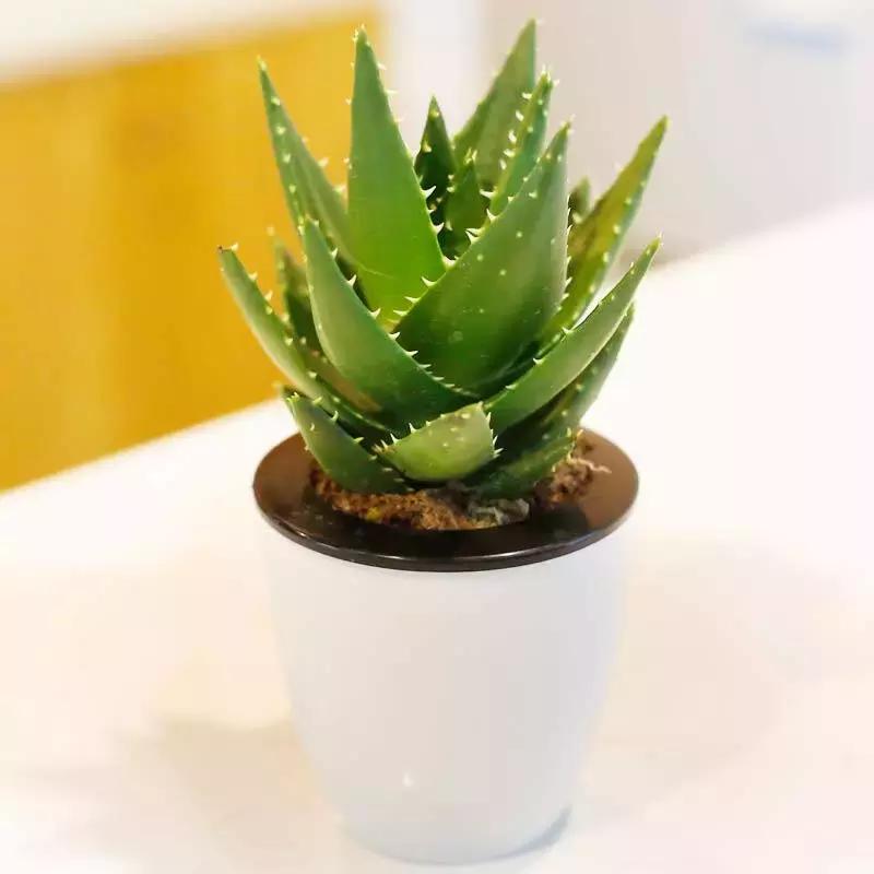 绿萝十大净化空气植物,好养适合新手净化空气的植物