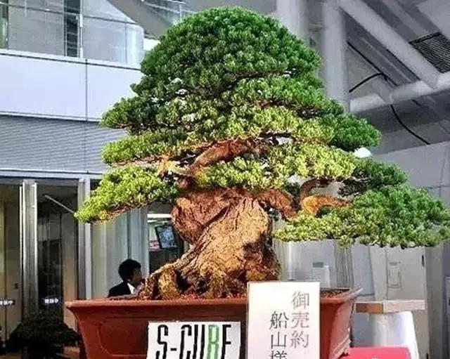 天价名贵药材,最贵的植物排行榜前十名