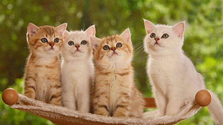 当猫咪看着你的时候在想什么,当猫咪出现这6种表现