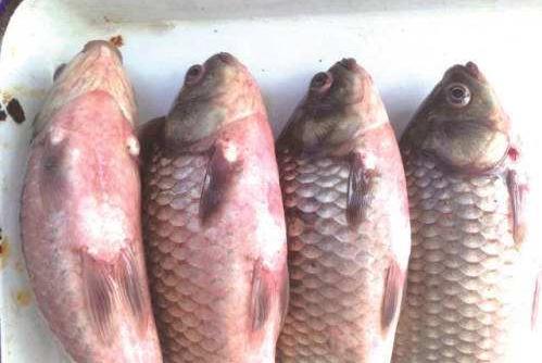 鲫鱼鳃出血能用石灰吗,鲫鱼鳃出血怎么预防