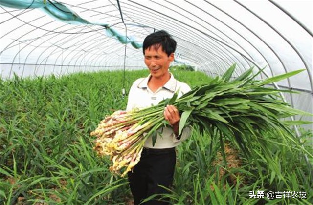 生姜种植技术及病虫害用药,生姜种植技术病虫害
