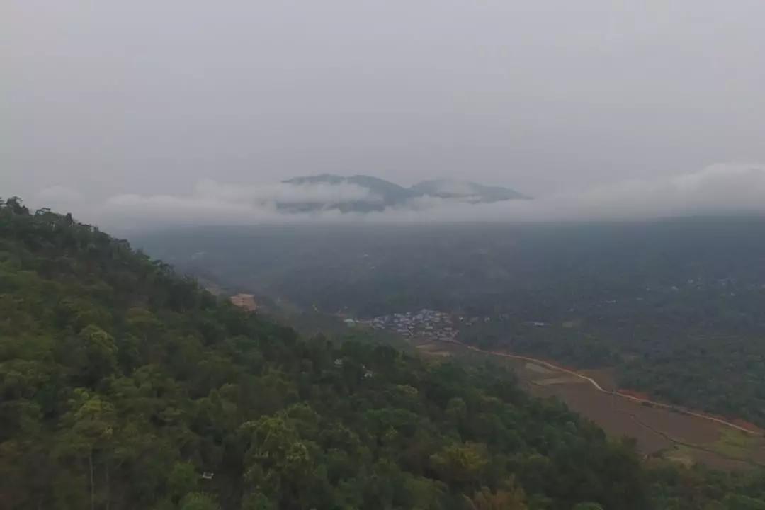 黄金叶冰岛昔归,昔归黄金叶普洱生茶