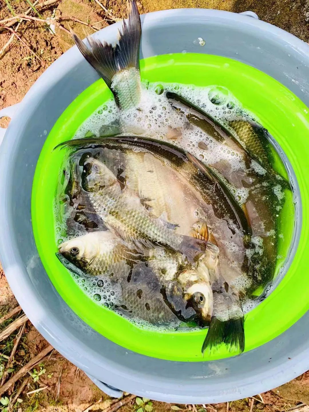野奢不被鄙视?问问那些爱钓鱼的老孩子们,他们有活蹦乱跳的经验