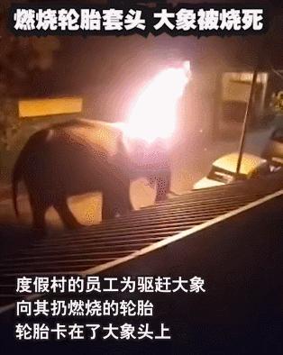 印度烧死大象,印度保护大象