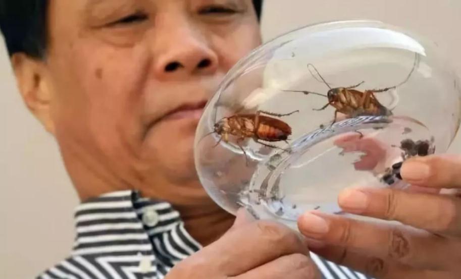 男子辞职养3亿只蟑螂,大叔投资千万元养蟑螂