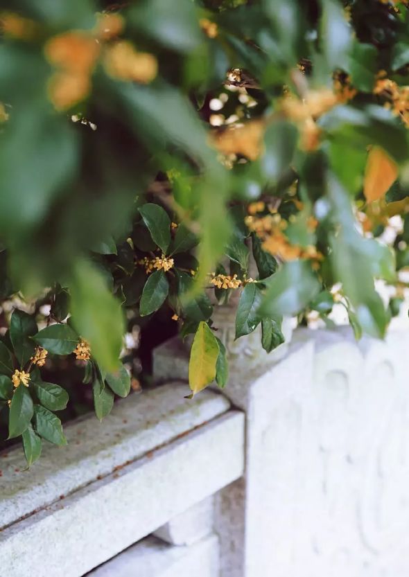 庭院辟邪的十种植物,庭院墙头守护神
