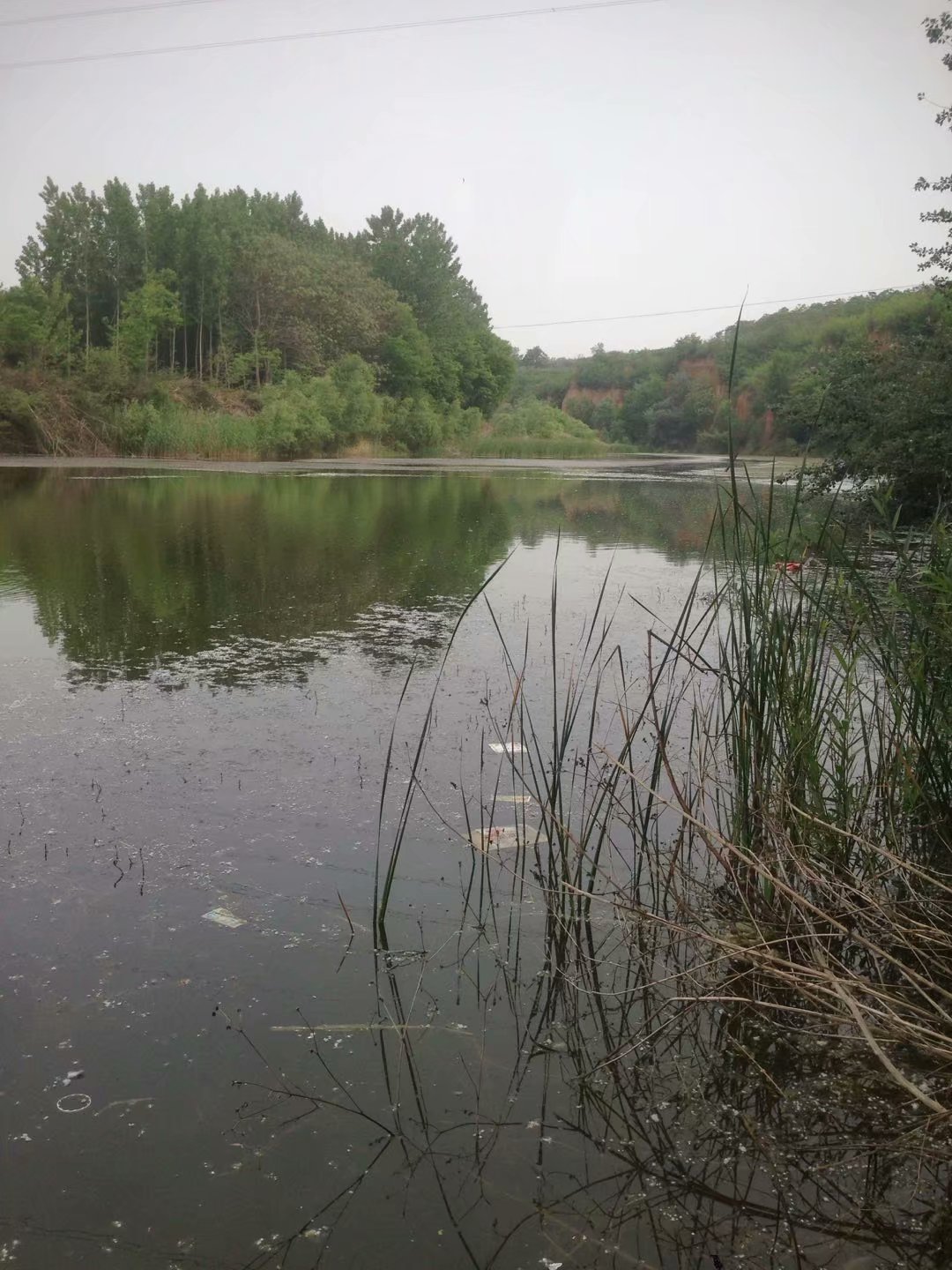 鲤鲫混养塘用什么饵料钓最好,小奶鲫特别多怎么钓