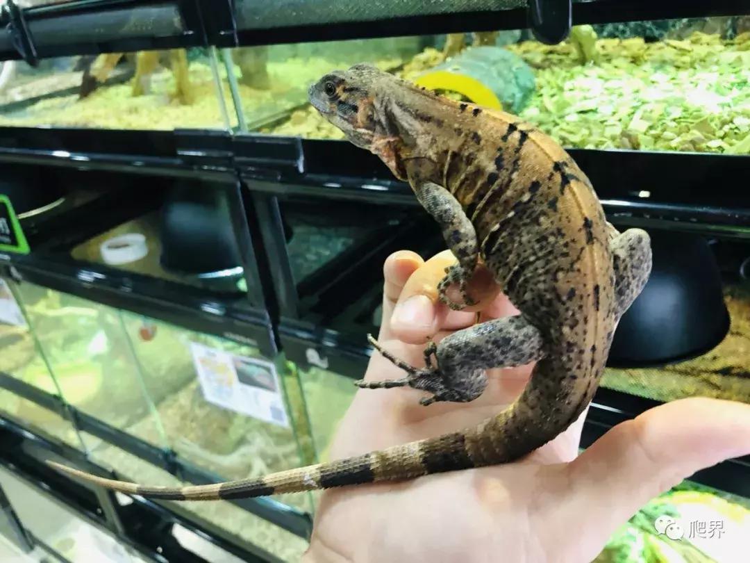 湛江爬宠店,深圳爬宠店在哪里