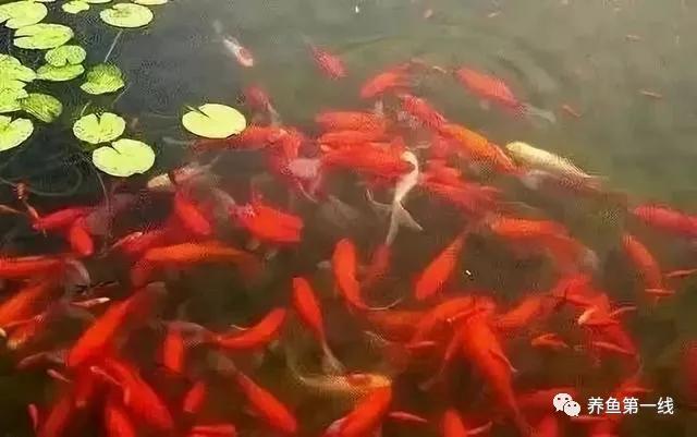 金鱼常见的品种可以分成哪五大类,金鱼品种大全及图释