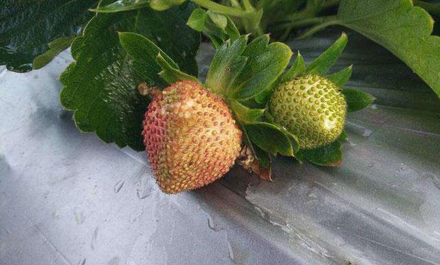 草莓花期蓟马危害用什么药,草莓大棚里的蓟马怎么防治