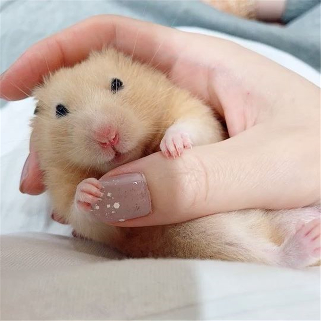 仓鼠睡觉时要注意的几件事,仓鼠睡眠不足吃什么