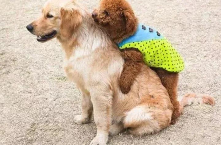 泰迪乱骑怎么办,泰迪为什么老是喜欢蹭我腿