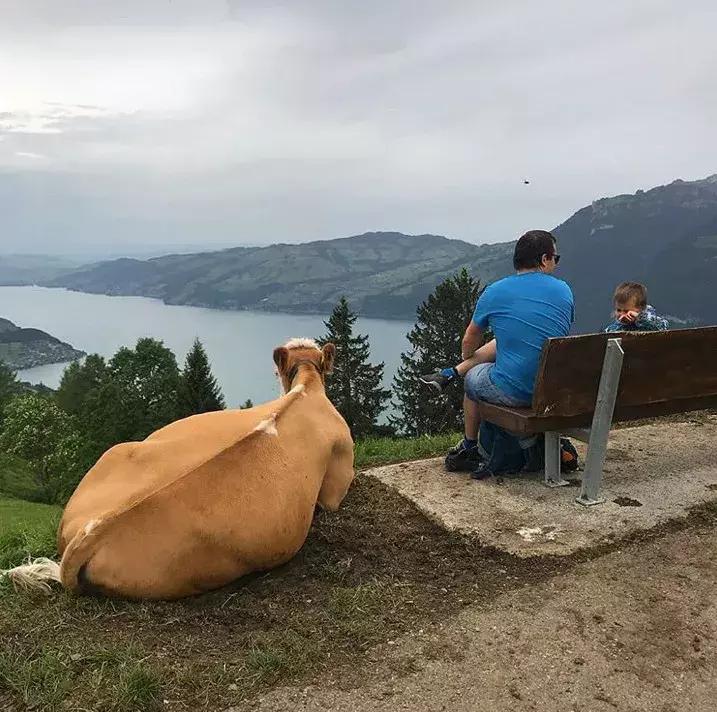 瑞士原来如此美丽,瑞士的风景是不是真的很美
