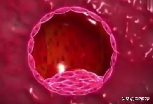 产检时间有什么讲究？医生从胚胎1周到40周成长史来解释原因。