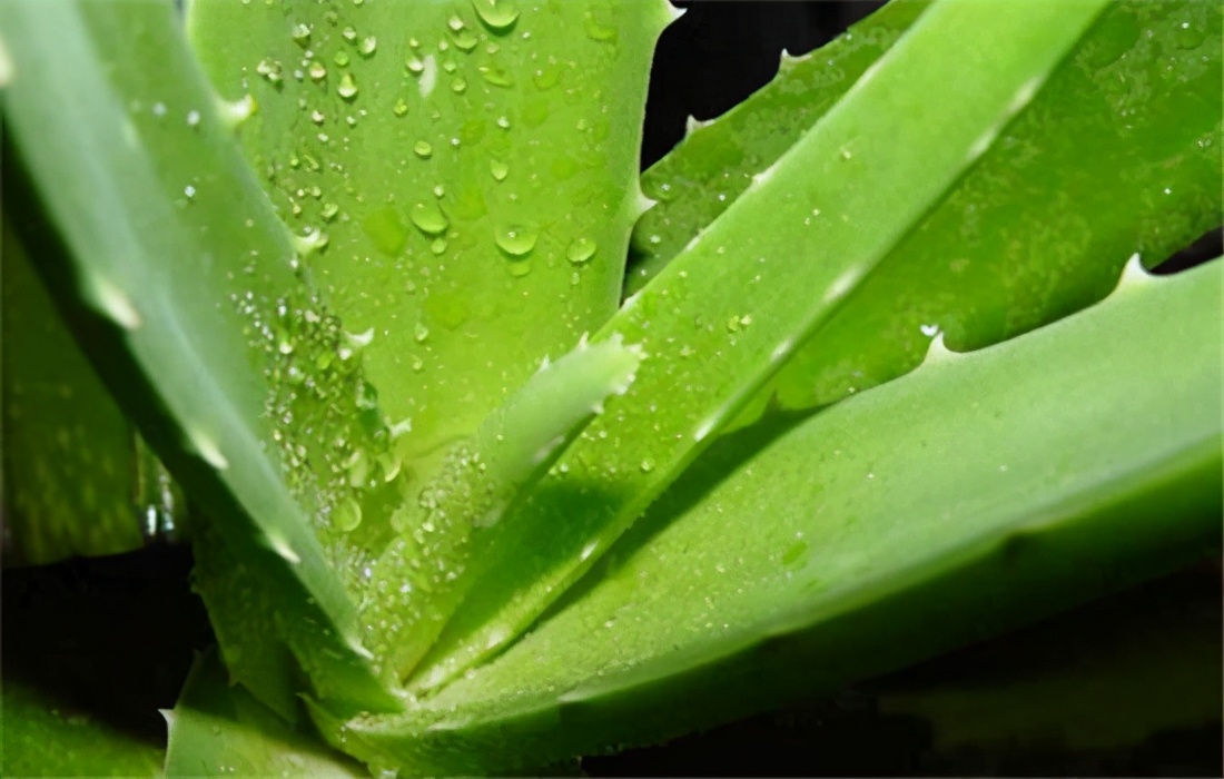 芦荟面膜真的可以祛痘淡化痘印吗,芦荟面膜的作用和功效