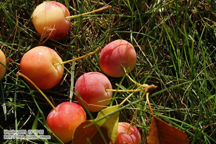 生活杂记：买了台新相机（20150801）