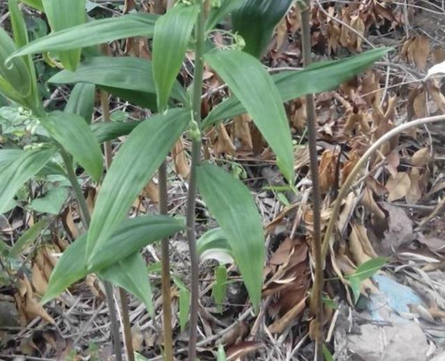 野生老虎山姜图片,深山遇见名贵野生老虎姜