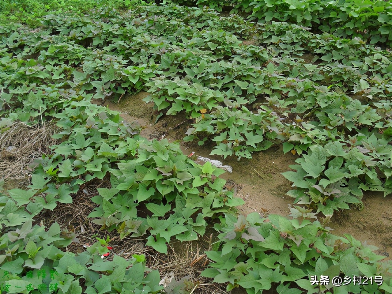 沙土地抗旱种植红薯,沙土地种红薯没水可以吗