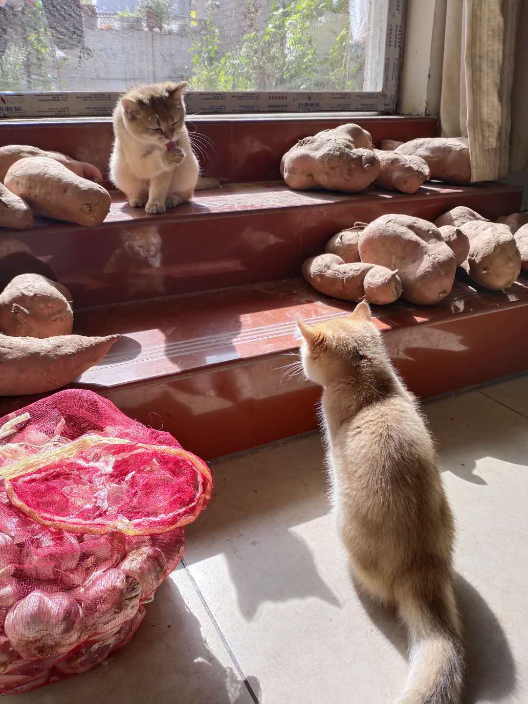 三联疫苗猫咪,猫咪三联疫苗