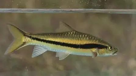 武功山哪种鱼好吃,武功山最好吃的鱼