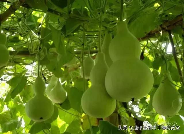 100种常见花卉植物图谱,100种花卉素描图谱