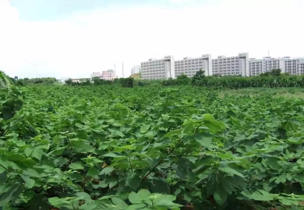 猪肉是怎么形成的,吃了那么多年的火腿肠你知道吗