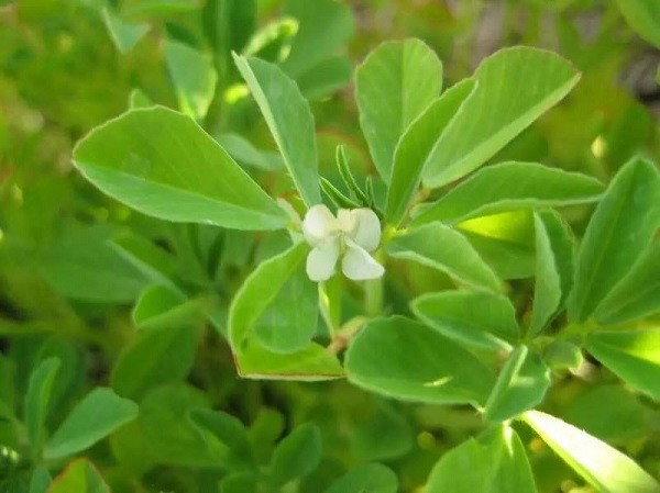 健身补剂之促睾类产品,促睾健身补剂真的有用吗