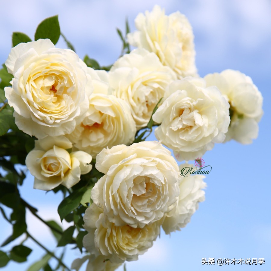 月季红蜘蛛紧急处理,月季红蜘蛛怎么预防