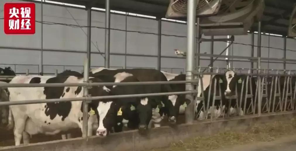 牛奶涨价涨了多少,今年牛奶降价原因