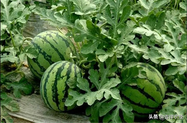 早春大棚西瓜种植管理技术,春季大棚西瓜种植技术完整版