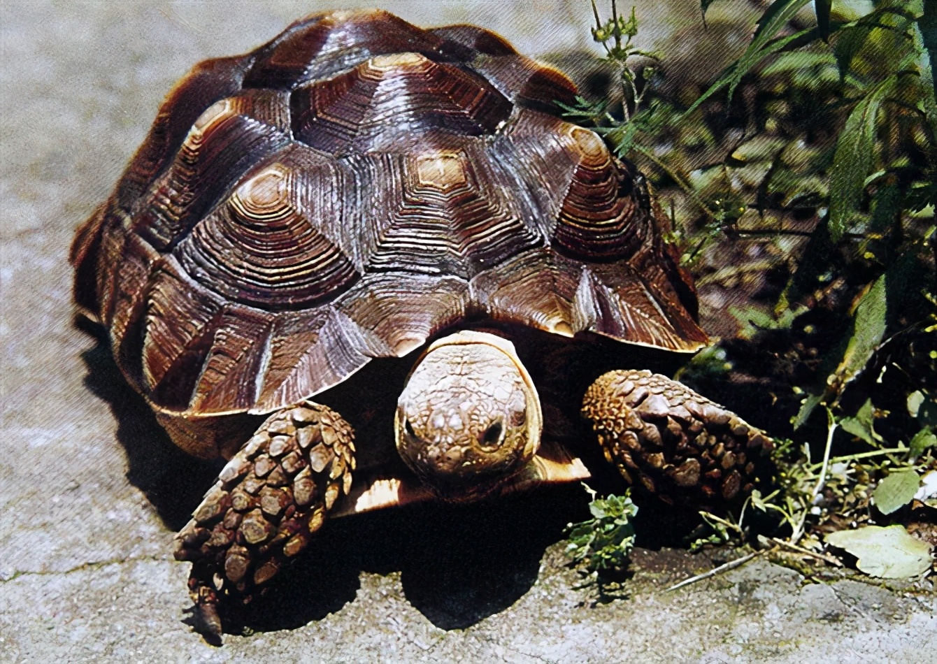各种龟类图片大全大图,龟类展示会