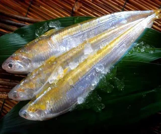 长江第一鲜鱼,它被誉为中国淡水鱼之王