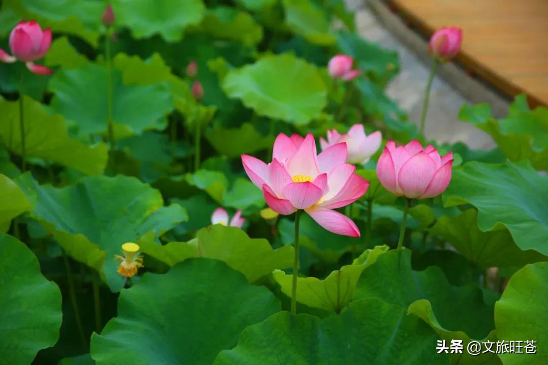 县域副中心有哪些,白水镇如何建设县域副中心