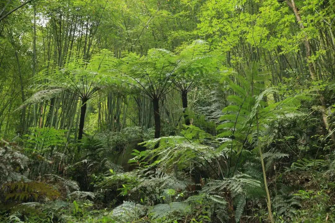 乐山古镇有哪些好吃的 (乐山攻略一日游古镇)