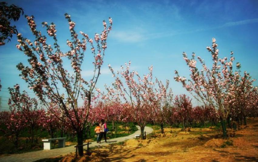 牧童遥指杏花村到底在哪里,牧童遥指杏花村的杏花村在哪里呢