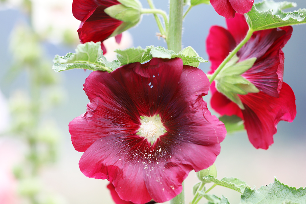 金堂鲜花山谷游记,金堂鲜花山谷蜀葵花盛放