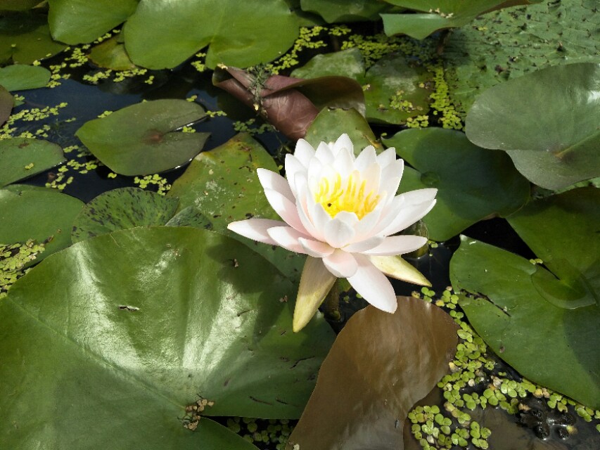天津白洋淀自驾游,天津白洋淀景区一日游攻略