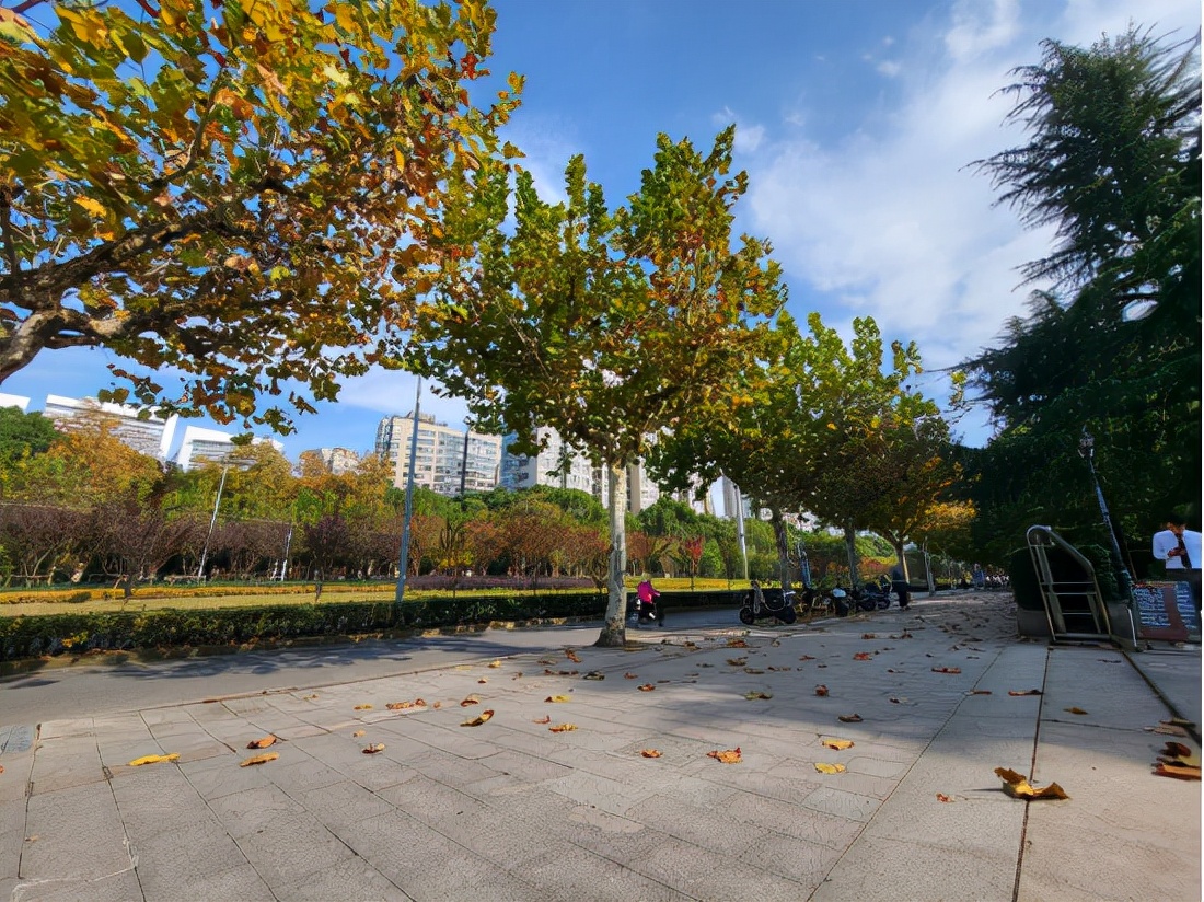 深秋回暖，安排！沪上各区的深秋美景，你准备好打卡了吗？