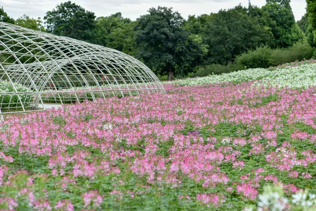 成都三圣乡恐龙主题公园,三圣乡恐龙主题公园地址