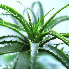 养护芦荟做到这几点,你的芦荟照样可以开出漂亮的花朵!