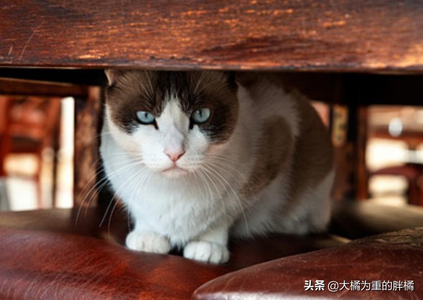猫咪时不时吞口水怎么回事,猫咪总是咽口水是什么原因