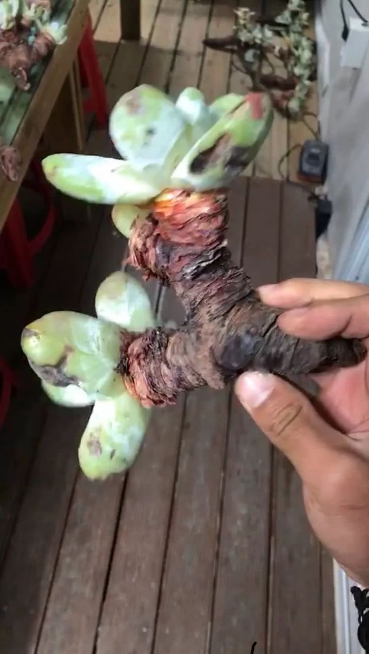 探访韩国肉锥大棚,记一次走访纪录片