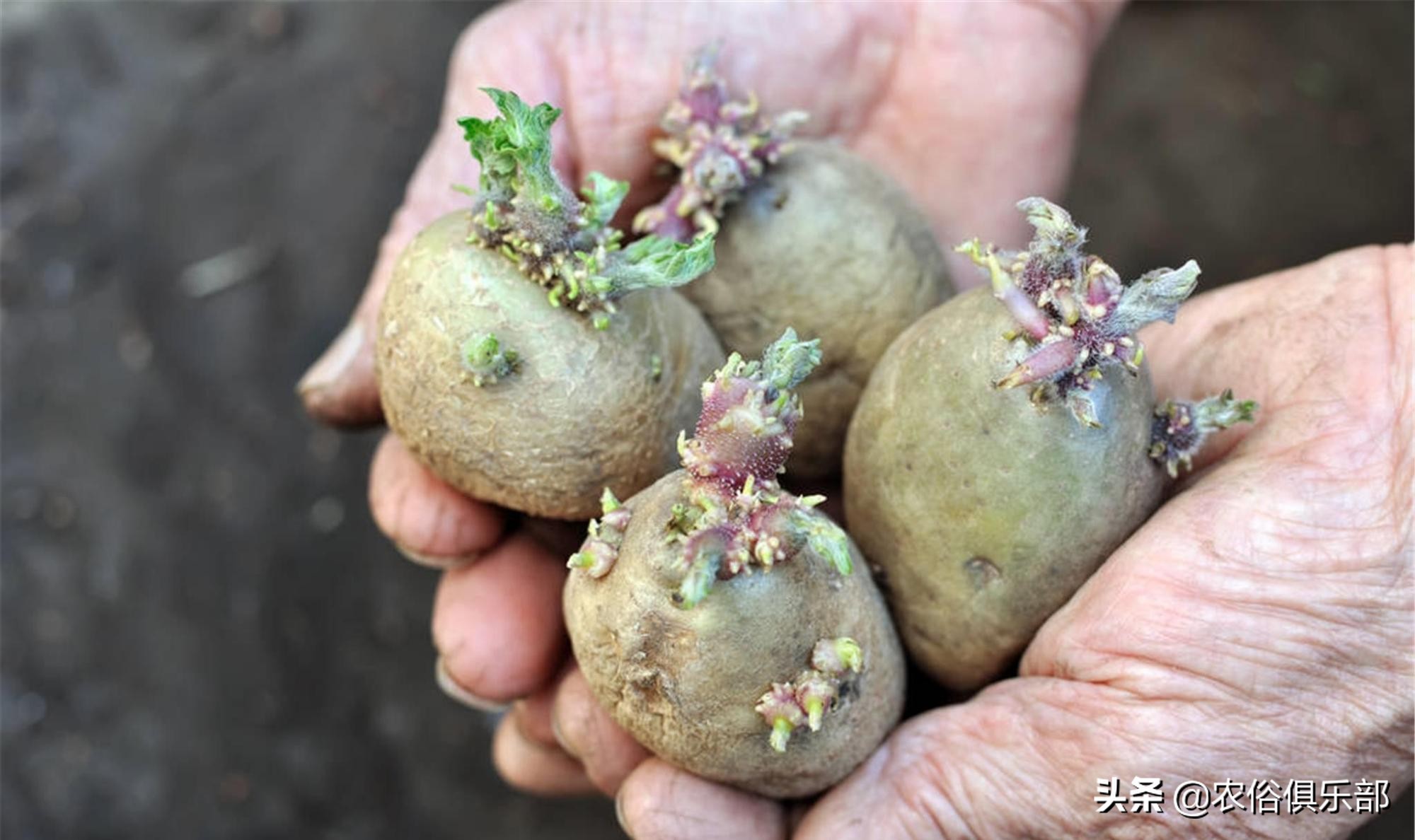吊死鬼茄子,茄子鬼是真的吗