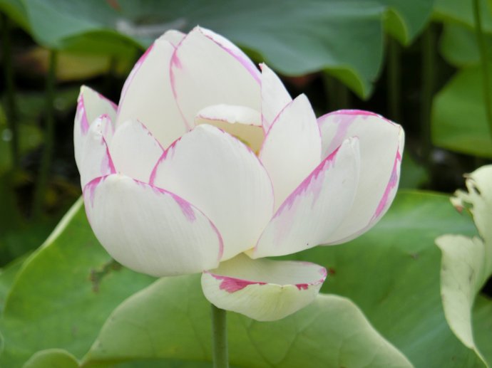 今天分享几十种荷花品种图鉴,荷花品种大全及名称图片