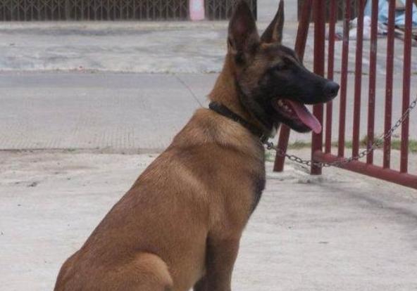 最好的马犬有哪些特点,马犬最成功的犬种