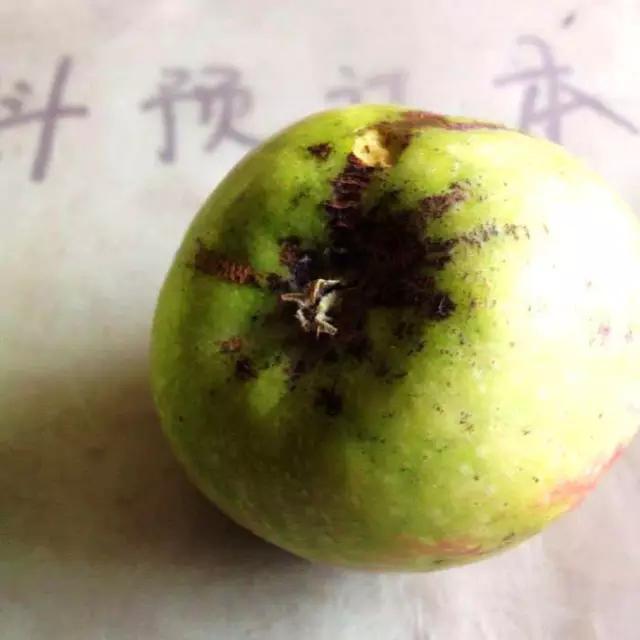 苹果的主要病虫害及如何防治,防治苹果病害的方法