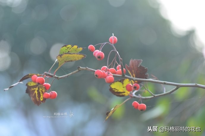 整个冬天都挂着的小红果，迷你山楂“冬果王”｜植物笔记